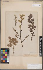 Foto von Salix cinerea L.